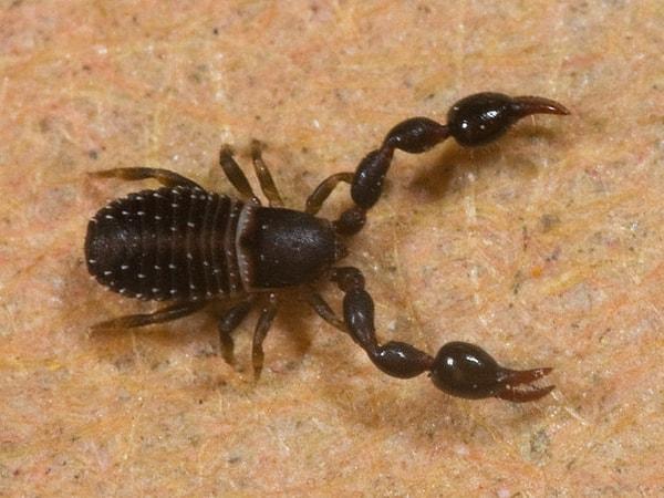 11. Resimdeki benzersiz tür pseudoscorpion (yalancı akrep) olarak adlandırılıyor. Bu minik korkunç yaratık akrep ile örümceğin karışımı.