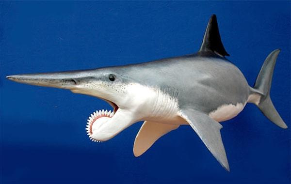 8. Bu canlının adı Helicoprion. Bir çeşit köpek balığı olan bu hayvan 270 milyon yıl önce yaşamıştı ve yaklaşık olarak 7.5 metre uzunluğundaydı.