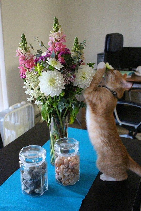 8. Herhalde ilk kez çiçek koklayan bu meraklı kedi,