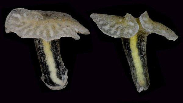 15. Yeni keşfedilen mantar biçimli bir derin deniz canlısı hiçbir şekilde sınıflandırılamıyor.