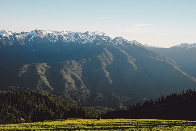 14. ''Manzaradaki ve doğadaki değişiklikleri günlüğe aktarmak istediğimiz için, yükseklere çıktık. İşte Washington'ın en yüksek yerlerinden biri Hurricane Ridge, tabi akşam güneşiyle rahatlayan büyük erkek bir geyikle birlikte.''