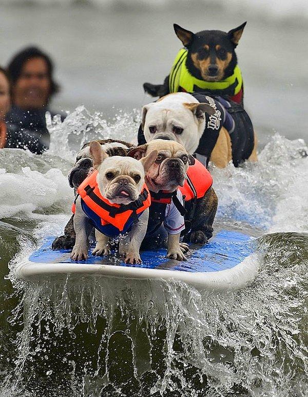 Surf Yapan Köpekler
