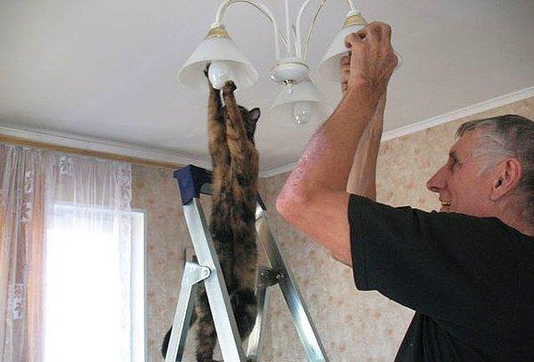 Ampul Değiştiren Kedi