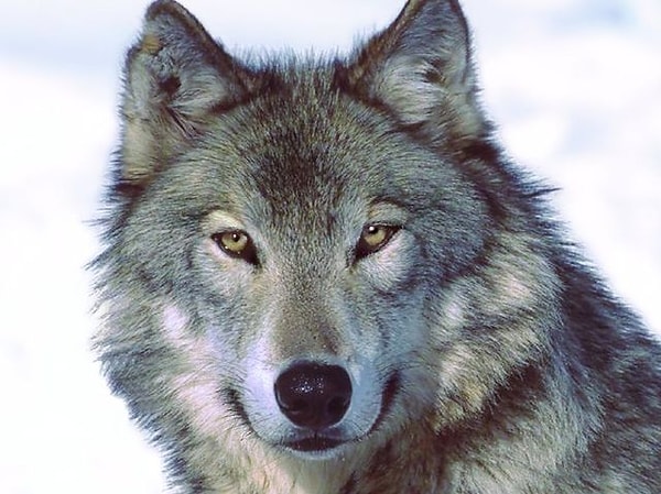 В прошлой жизни вы были волком!