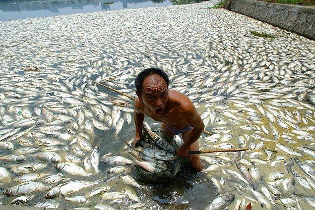 6. Wuhan'da göldeki ölü balıkları temizlemeye çalışan bir adam.