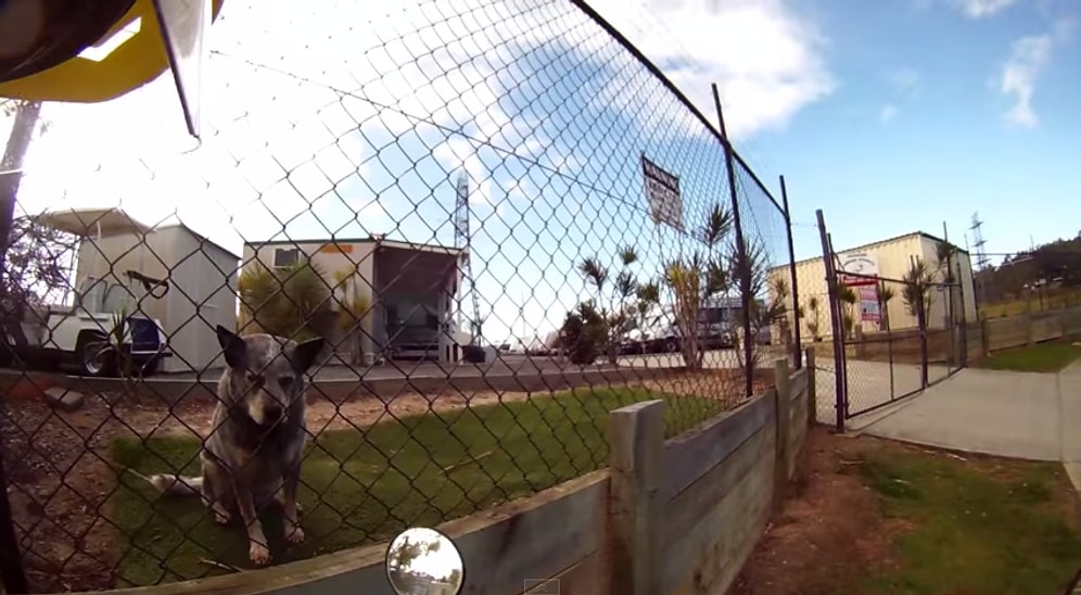 Bir Postacının Tek Korkulu Rüyası 'Köpekler' ile İlginç İlişkisi