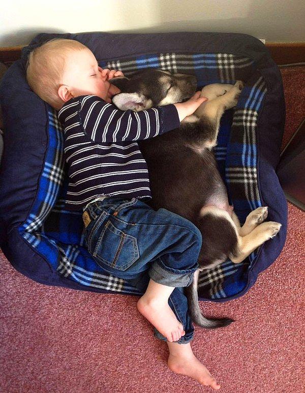 2. Yavru köpekler uyuyor. 😂🐶🙈