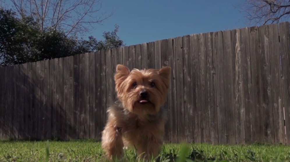 En Büyük Eğlencesi Hava Baloncuklarını Patlatmak Olan Köpek