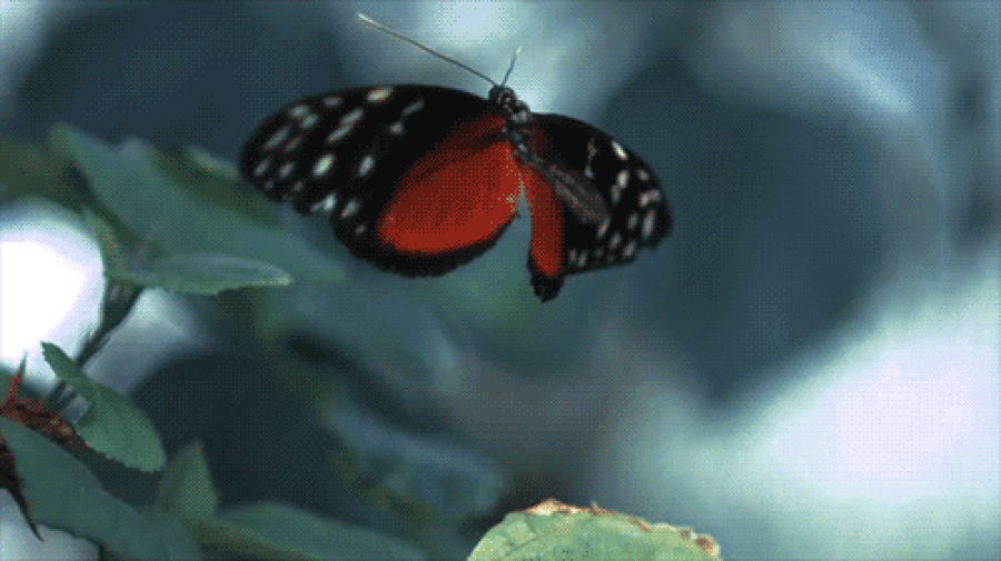 Resultado de imagem para butterfly gif real