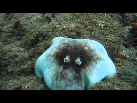 Ahtapotun Heyecan Verici Kamuflaj Yeteneği