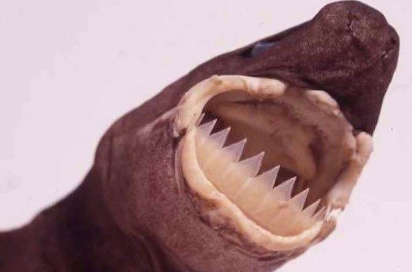 Kurabiyekesici Köpekbalığı