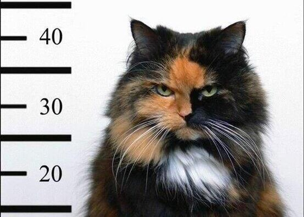 YSK'dan Seçim Günü İçin 'Kedi' Önlemi