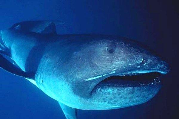 2. Dev ağızlı köpekbalıkları en az bulunan köpekbalığı türlerinden.