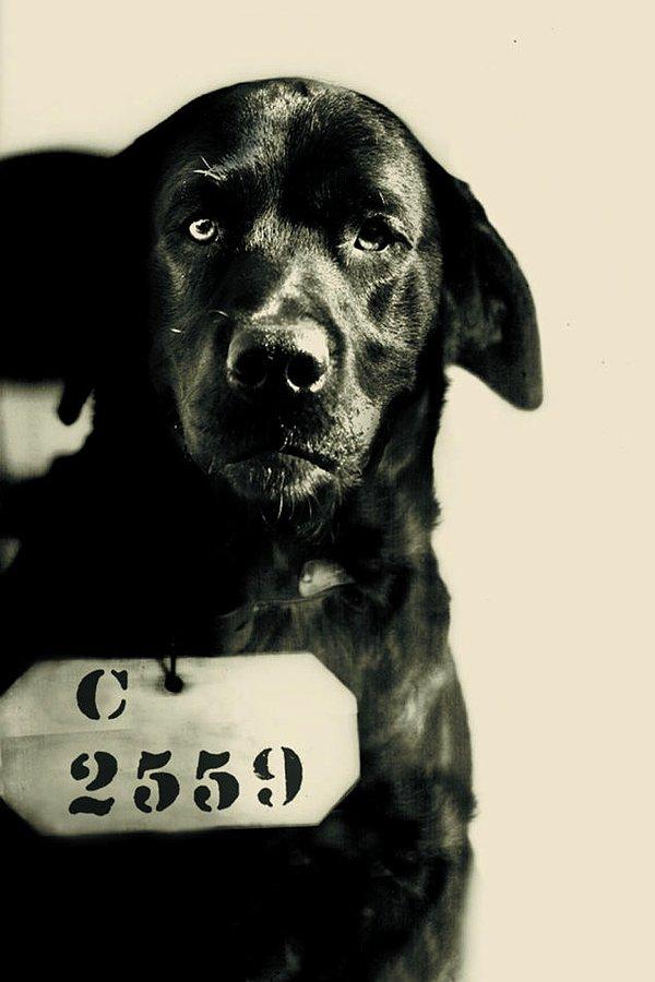 11. Ömür Boyu Hapis Cezasına Çarptırılan İlk ve Son Köpek Pep, Yıl 1924 (Olayın Ciddiyeti Var)