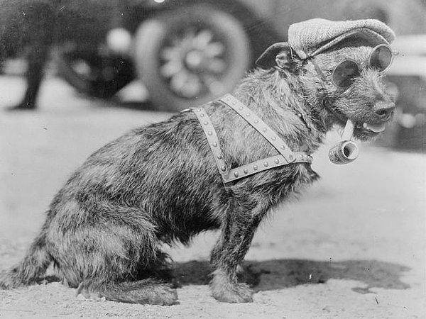13. 1920 Yılı Köpek Güzellik Yarışması Birincisi