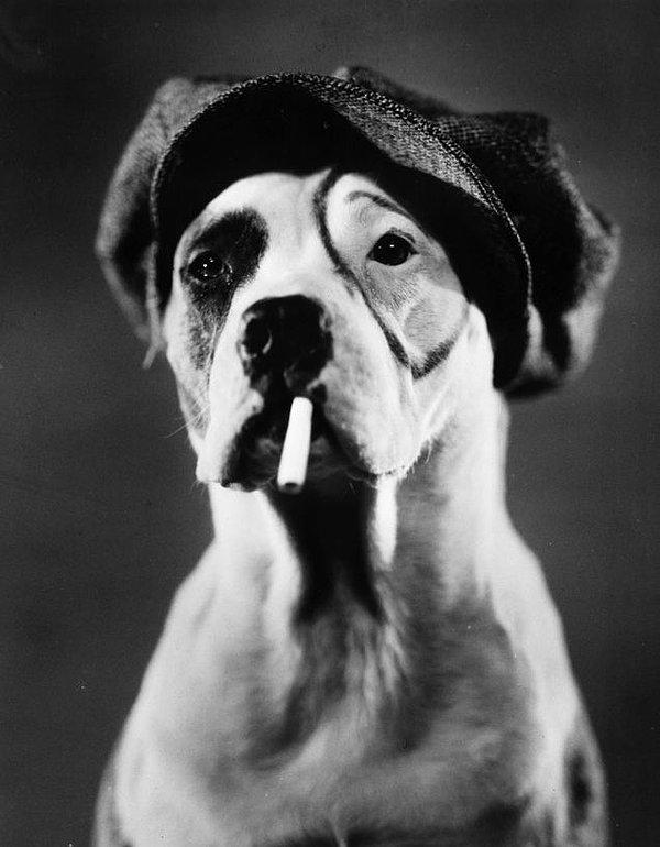 14. Rolüne Hazırlanan Gösteri Köpeği Pete Yıl 1927