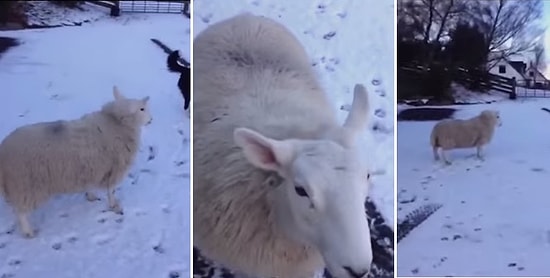 Kendini Köpek Sanan Koyun