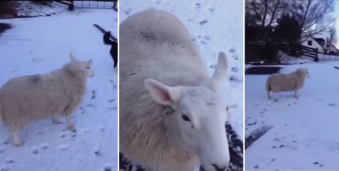 Kendini Köpek Sanan Koyun