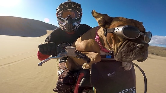 Motor Üzerinde Seyehat Etmekten Büyük Haz Duyan Köpek