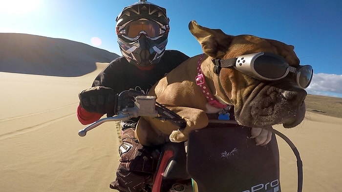 Motor Üzerinde Seyehat Etmekten Büyük Haz Duyan Köpek