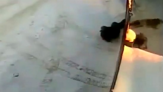 Cezalandırmak İstediği Köpeklerden Güzel Bir Ceza Alan Adam