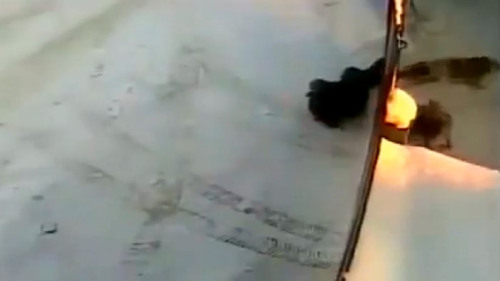 Cezalandırmak İstediği Köpeklerden Güzel Bir Ceza Alan Adam