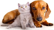 16 Maddede Kedi Seven Kadın vs. Köpek Seven Kadın
