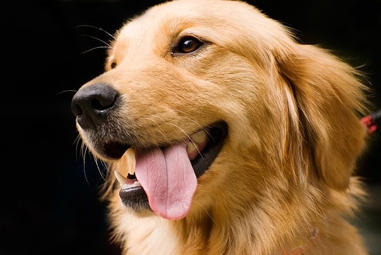 20 Maddede Golden Retriever Beslemek