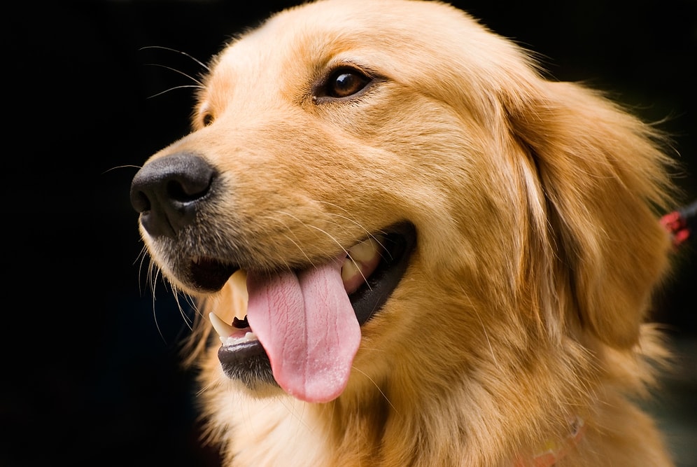 20 Maddede Golden Retriever Beslemek