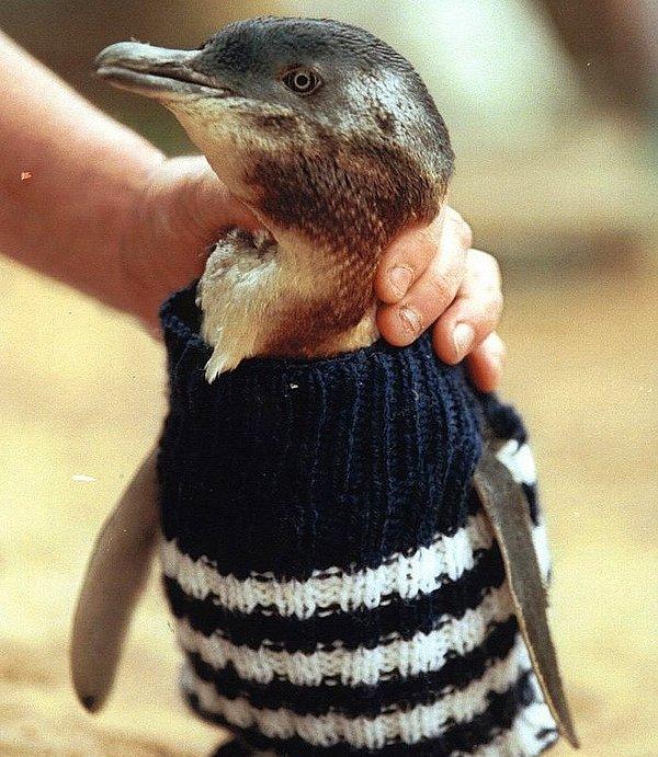 2001 yılında, yine Philip Adası civarında gerçekleşen bir kaza sonucu çevreye petrol yayılmış ve 438 penguen bu durumdan etkilenmişti.