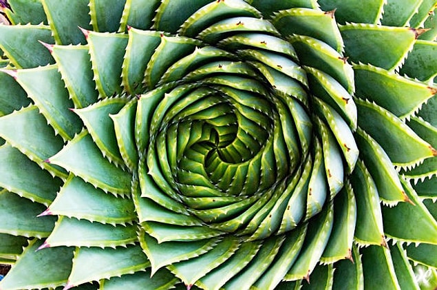 23. Doğanın hayranıyım, doğal geometrinin hastasıyım