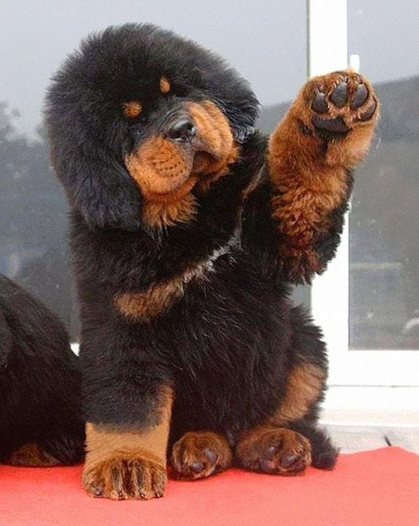 9. Tibet Mastifi