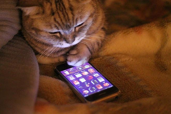 Eğer Kediniz Telefon Kullanabiliyor Olsaydı, Aranızda Geçmesi Muhtemel 10 Mesajlaşma
