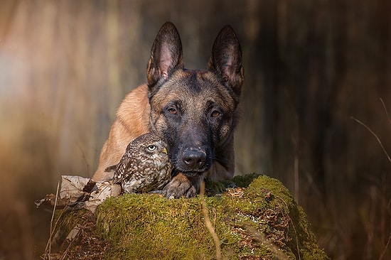 Bir Köpek ve Bir Baykuşun Görenleri Hayrete Düşüren Dostluğu