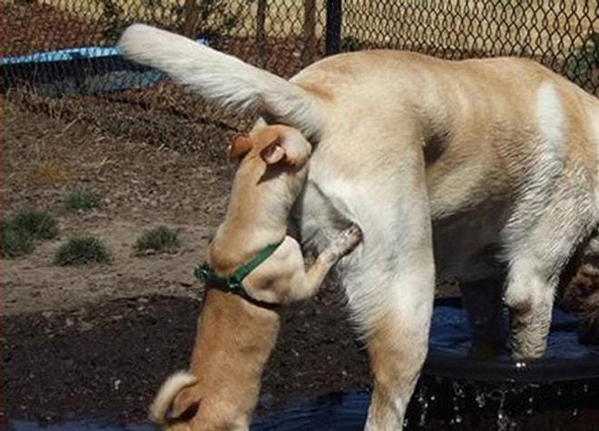 Açıklama Getirmenin İntegral Problemi Çözmekten Daha Zor Olduğu 27 Köpek Fotoğrafı
