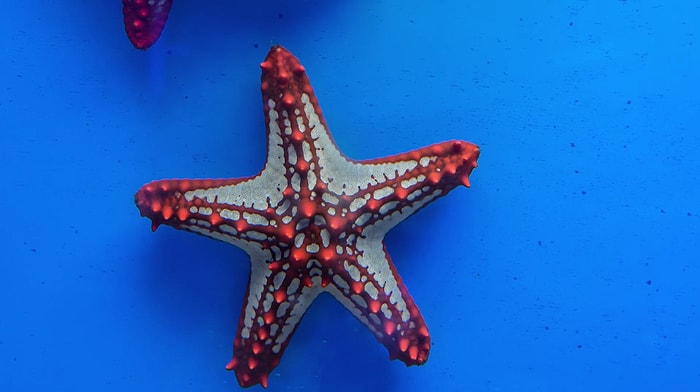 Birçok Farklı Türden Deniz Canlısının Suyun Altındaki İnanılmaz Görüntüleri