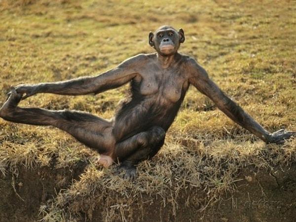 Araştırmalara göre kadınlar maymunların seks yapmasını izlerken tahrik oluyor