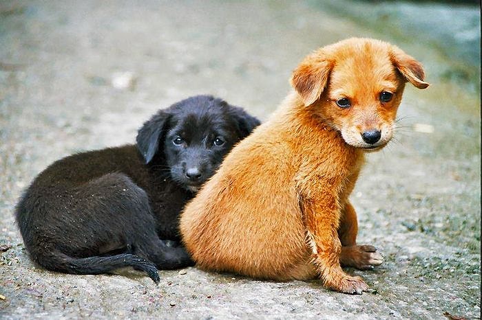 Bursa'da 84 Sokak Köpeği Zehirlenerek Öldürüldü