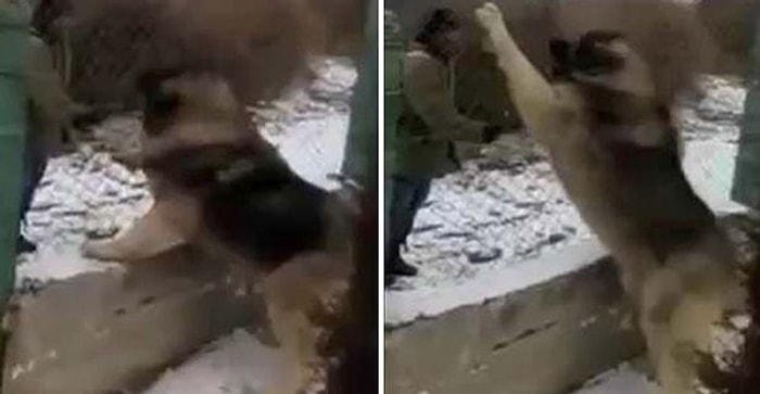 Görüntüsüyle Dehşete Düşüren Devasa Köpek