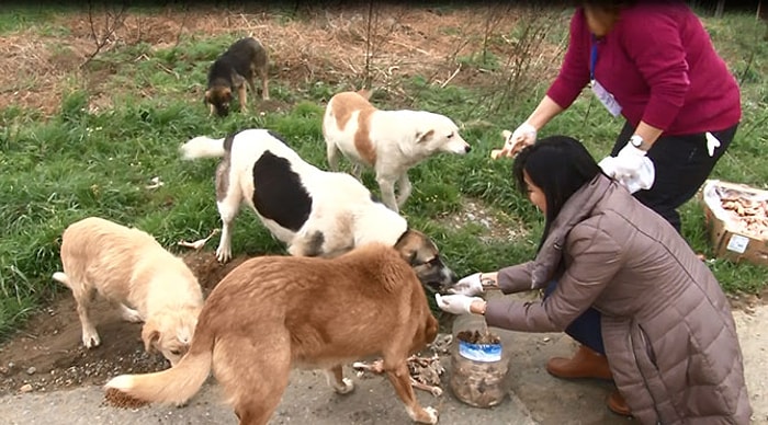 10 Bin Köpeği Ölüme Terk Ettiler