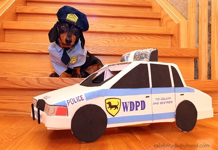 Dünyanın En Sevimli Polis-Soyguncu Kovalamacası