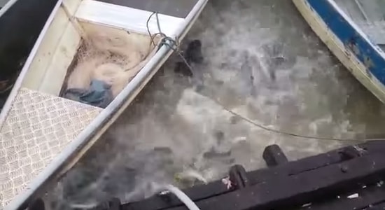 Nehire Atılan Et Sonrasında Çılgına Dönen Pirana Sürüsü