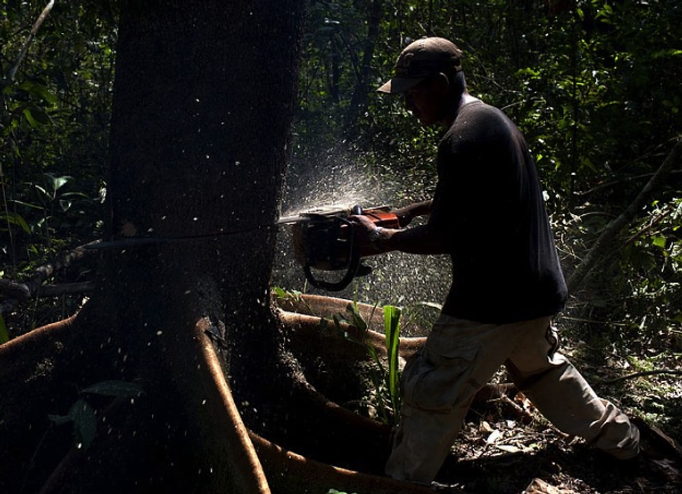 ‘Genel Seçim İçin Yapılacak Çalışmalarda 170 Bin Ağaç Yok Olacak’