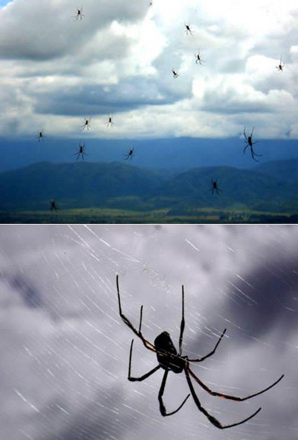 1. Örümcek Yağmuru