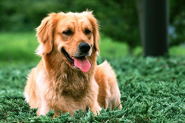 10. Köpeğimin adını "Hoşt" koyarsam çağırdığım zaman ne yapar?