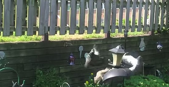 Engel Tanımayan Sincap