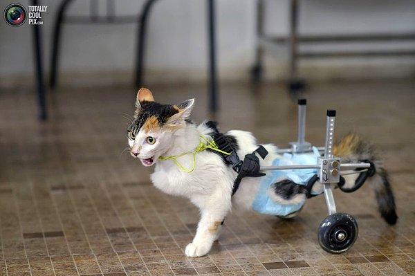 3. Çin'in Chongqing şehrindeki 8 aylık kedi ve havalı tekerlekleri