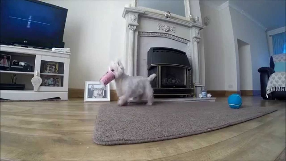 Ağzı Bardağın İçine Sıkışan Şapşik Köpek