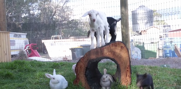 Gününüzü Şenlendirecek Birbirinden Sevimli Hayvanlar