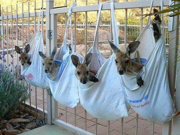 7. İşte bebek kangurular için en eğlenceli anlardan bir tanesi: Torba içinde vakit geçirmek!